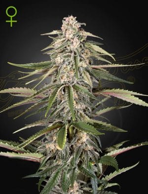 Green-O-Matic Auto-flowering
