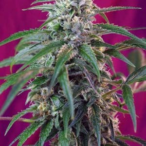 Green Poison Auto by Sweet Seeds – Guaranteed female plants – Sweet – Indoor-friendly – image 1 – Seed City
