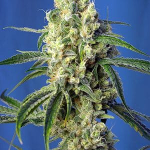 Green Poison CBD cannabis seeds – Excellent harvest potential – Mostly Indica – Orange – image 1 from Seed City