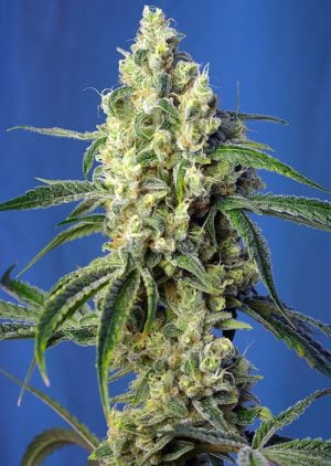 Green Poison CBD