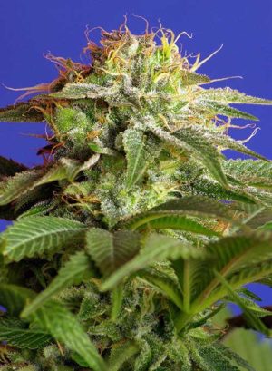 Green Poison Fast V