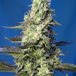 Green Poison XL Auto by Sweet Seeds – Auto-Flowering – Mostly Indica – Female seeds – image 1 – Seed City