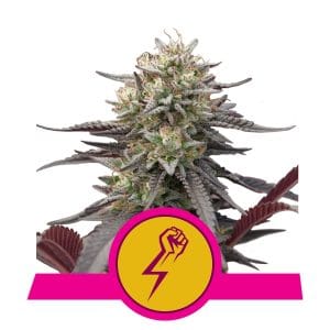 12/12 Photoperiod – Citrus – Female seeds – Green Punch strain – image 1 – from Royal Queen Seeds via Seed City