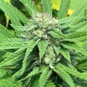 Green River from Pakalolo Seed