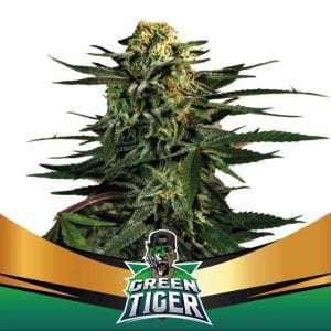 Green Tiger Faster Flowering