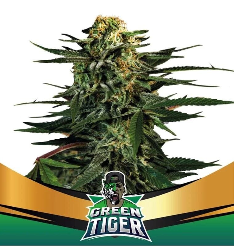 Green Tiger Faster Flowering by BSF Seeds – Sladké – Super silné – Krátké (až 80 cm) – obrázek 1 – Seed City