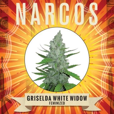 Griselda White Widow cannabis seeds – Super Strength – Indica-heavy – 12/12 Photoperiod – image 1 from Seed City