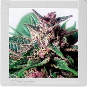 Grizzly Purple Auto cannabis seeds – Indoor-friendly – Relaxing – Citrus – image 1 from Seed City