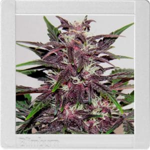 Grizzly Purple Kush cannabis seeds – Sativa Dominant – Indoor-friendly – Feminized – image 1 from Seed City