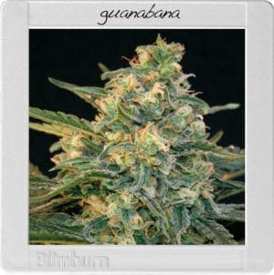 Guanabana