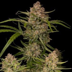Guava Auto by FastBuds – Guaranteed female plants – Indoor – Sweet – image 1 – Seed City