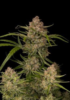 Guava Auto