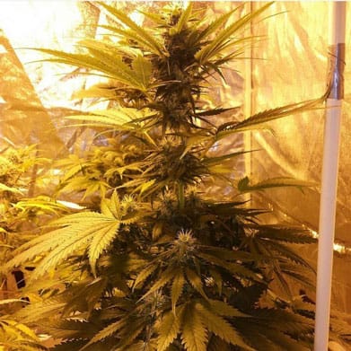 Guava Dub Star by Holy Smoke Seeds – Psychedelic – Good for outdoor grow – Mostly Indica – image 1 – Seed City