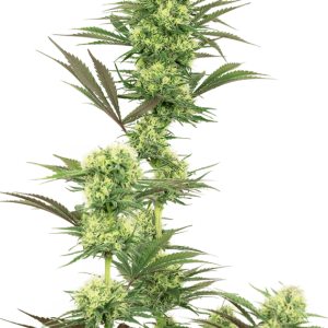12/12 Photoperiod – Indoor-friendly – Berry – Guava Jelly strain – image 1 – from White Label Seeds via Seed City