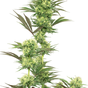 12/12 Photoperiod – Indoor-friendly – Berry – Guava Jelly strain – image 1 – from White Label Seeds via Seed City