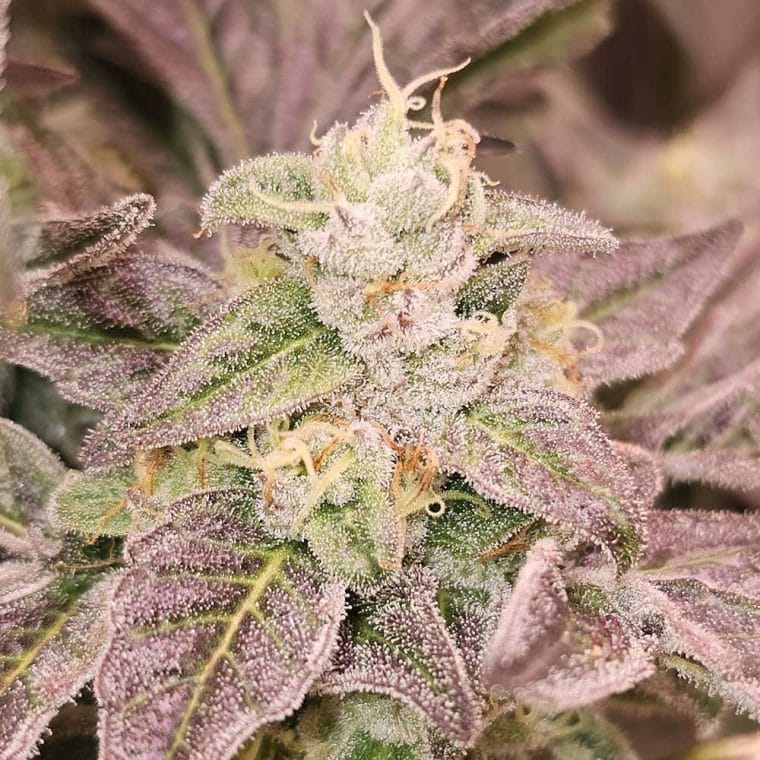 Guava Runtz from Karma Genetics