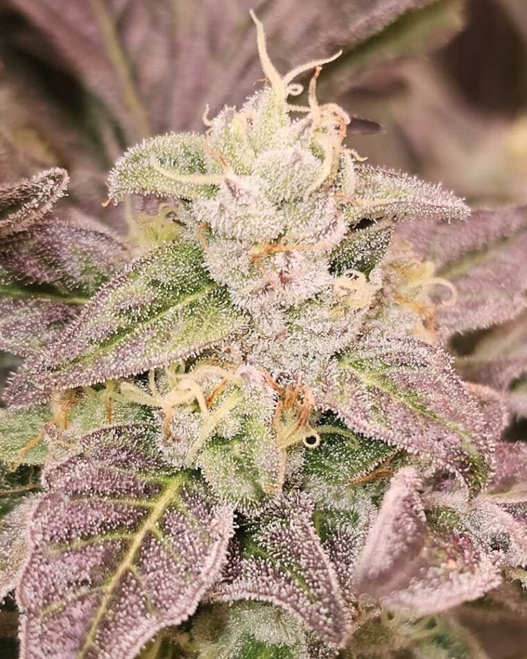 Guava Runtz from Karma Genetics