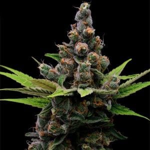 Image 1 of Guava Slushy cannabis by Green Bodhi Seeds – 12/12 Photoperiod – Focused – Citrus – Seed City