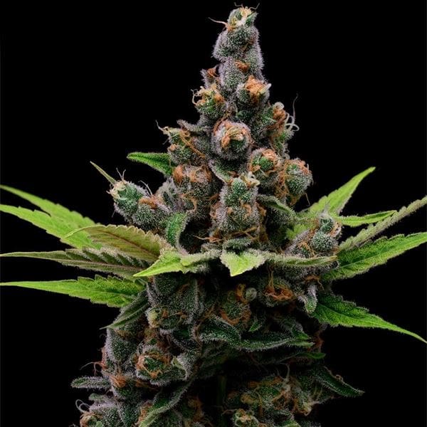 Image 1 of Guava Slushy cannabis by Green Bodhi Seeds – 12/12 Photoperiod – Focused – Citrus – Seed City