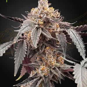 Guava x Gelato 41 Auto by Green House Seeds – Indoor – Melon – Auto-Flowering – image 1 – Seed City