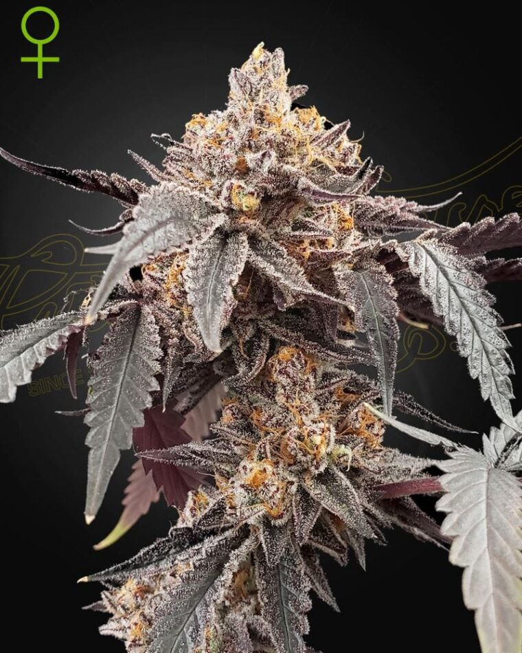 Guava x Gelato 41 Auto by Green House Seeds – Indoor – Melon – Auto-Flowering – image 1 – Seed City