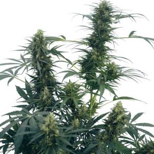 Guerrilla's Gusto cannabis seeds – Middle of September – 12/12 Photoperiod – Large yield – image 1 from Seed City