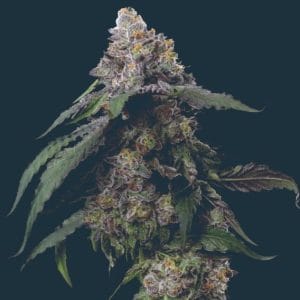 Gush Mints from Mavericks Genetics