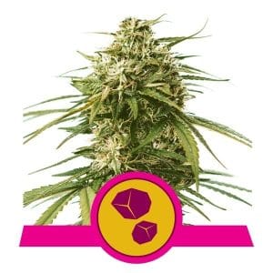 Gushers from Royal Queen Seeds