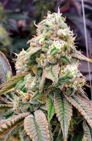 Gushers Fast Flowering