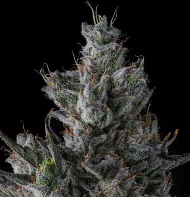 Guwop Green by Compound Genetics – Guaranteed female plants – 12/12 Photoperiod – Minty – image 1 – Seed City