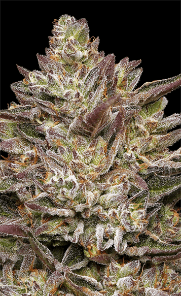 Indoor – Beginning of October – 12/12 Photoperiod – Guzzlerz strain – image 1 – from Humboldt Seed Company via Seed City
