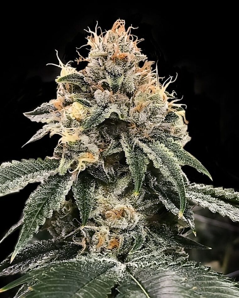 HG23 cannabis seeds – 12/12 Photoperiod – Indica-heavy – Outdoor cultivation – image 1 from Seed City
