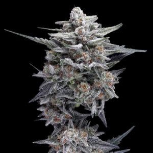 HG23 Autoflowering