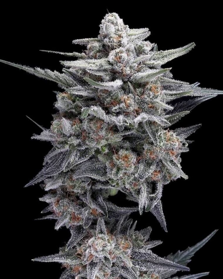 HG23 Autoflowering by DNA Genetics Seeds – Auto-Flowering – Female seeds – Good for outdoor grow – image 1 – Seed City