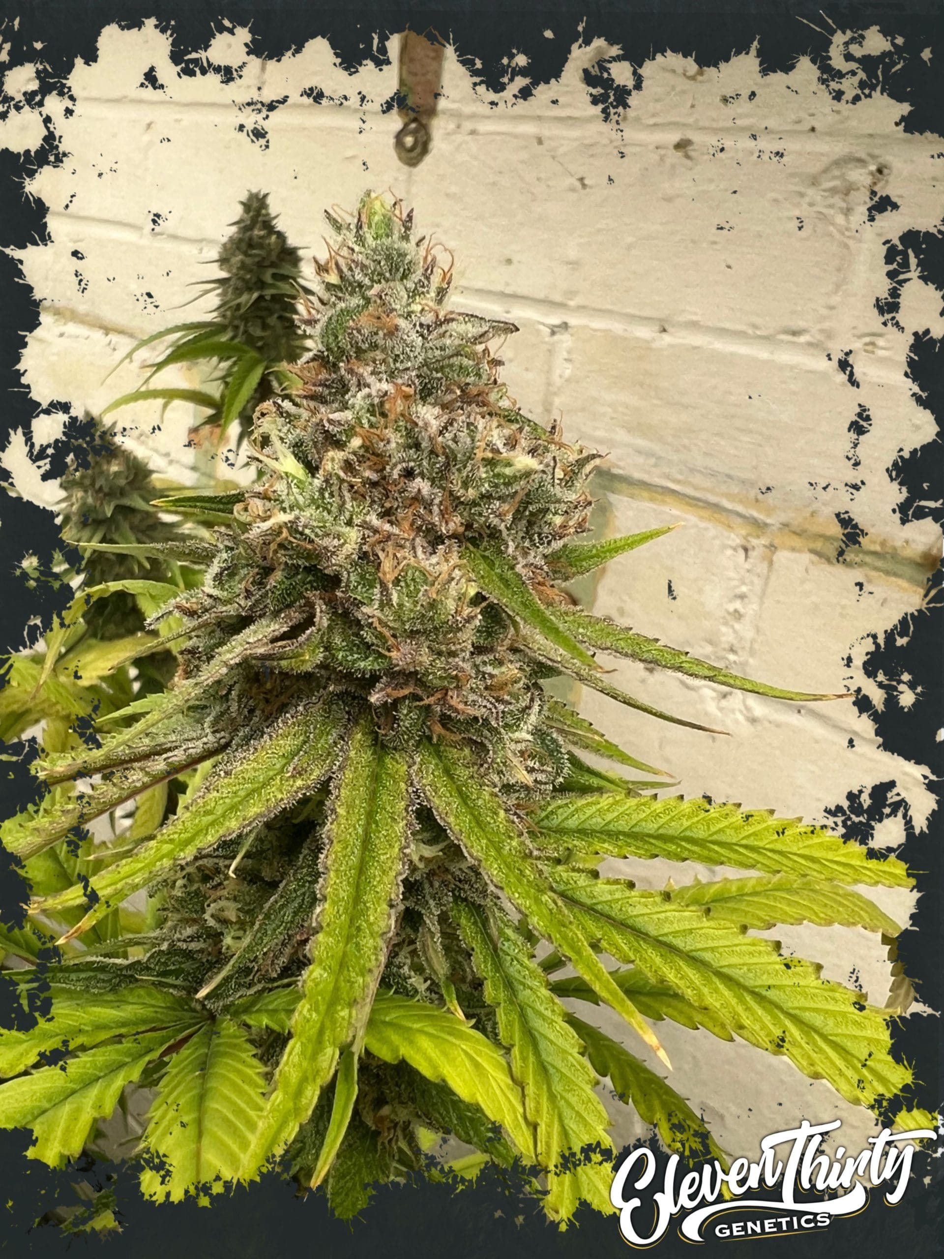 Indica – Excellent harvest potential – Fuel – Habanero OG strain – image 1 – from ElevenThirty Genetics via Seed City