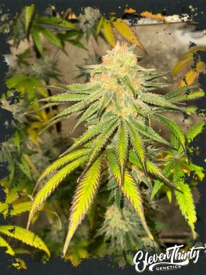 Habanero OG Auto