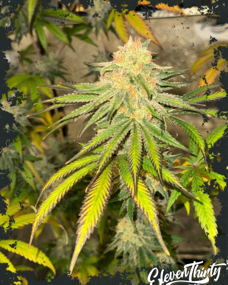 Image 1 of Habanero OG Auto cannabis by ElevenThirty Genetics – Auto-Flowering – Spicy – High Yielding – Seed City