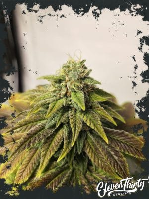 Highlighterz  Auto