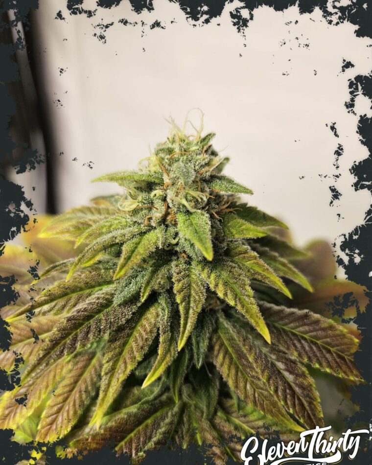 Image 1 of Highlighterz  Auto cannabis by ElevenThirty Genetics – Auto-Flowering – Feminized – Grapefruit – Seed City
