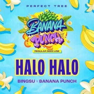 Halo Halo cannabis seeds – 12/12 Photoperiod – Good for outdoor grow – Regular – image 1 from Seed City
