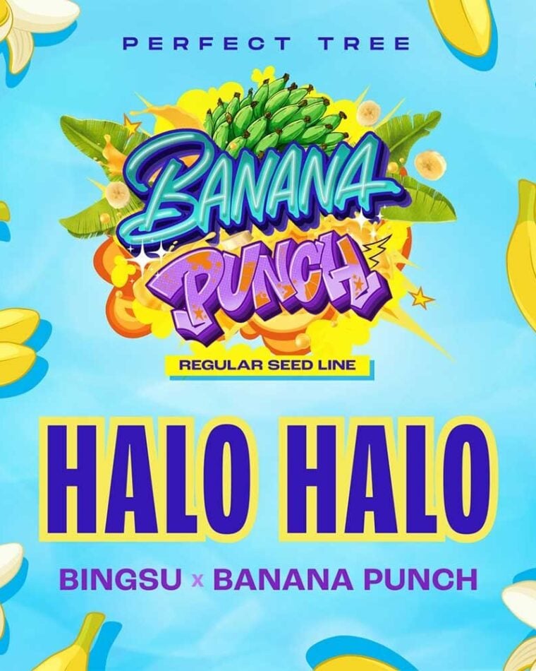 Halo Halo cannabis seeds – 12/12 Photoperiod – Good for outdoor grow – Regular – image 1 from Seed City