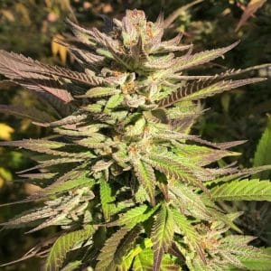 Haole Brownie from Pakalolo Seed