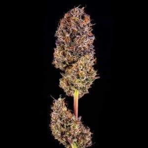 Happy Lora from Black Tuna Seeds