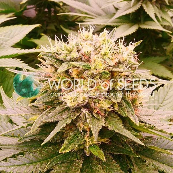 Harlequeen THC Free by World of Seeds – Greenhouse – 12/12 Photoperiod – Guaranteed female plants – image 1 – Seed City