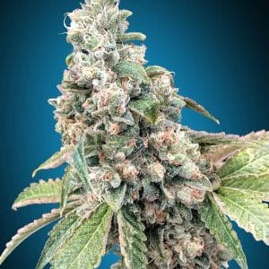 Image 1 of Harlequin CBD cannabis by OO Seeds – High CBD – Short (up to 80cm) – 12/12 Photoperiod – Seed City