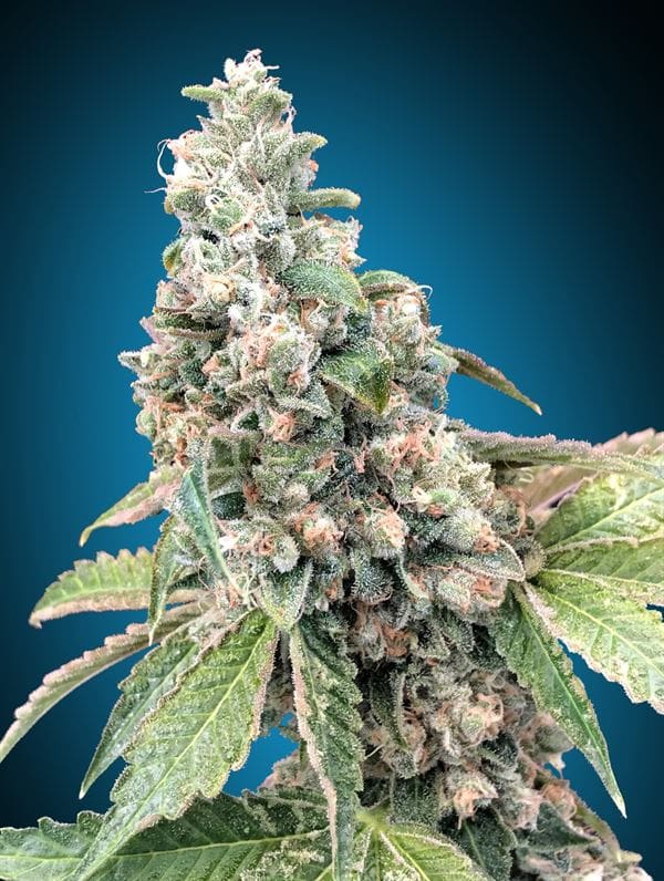 Image 1 of Harlequin CBD cannabis by OO Seeds – High CBD – Short (up to 80cm) – 12/12 Photoperiod – Seed City