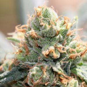 Image 1 of HashTonic cannabis by Ace Seed bank – Mostly Indica – Resistant to Pests – High CBD – Seed City