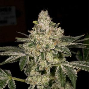 Hash Blast
