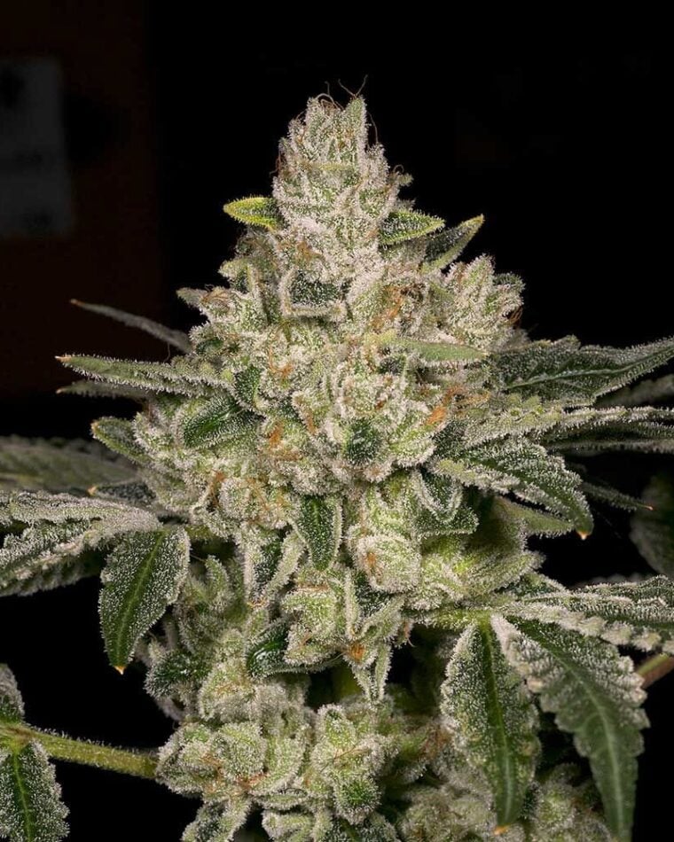 Hash Blast by Archive Seeds – Female seeds – Outdoor – Lemon – image 1 – Seed City