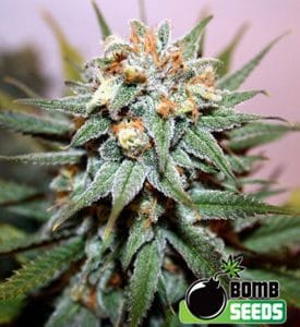 Hash Bomb by Bomb Seeds – General Pain – Resistant to Mould – The End of September – image 1 – Seed City